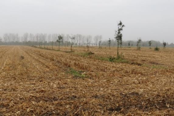 transecten loodrecht op de boomloze rand.