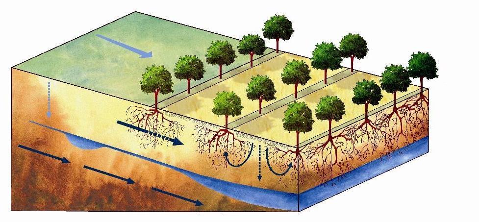 Agroforestry Opportuniteiten adaptatie!