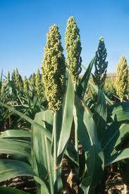 (Voeder)sorghum Voordelen/opportuniteiten Mogelijk derde gewas in rotatie (gewasdiversificatie GLB) Lagere waterbehoefte dan maïs (droogteresistentie) Resistent tegen maïswortelboorder