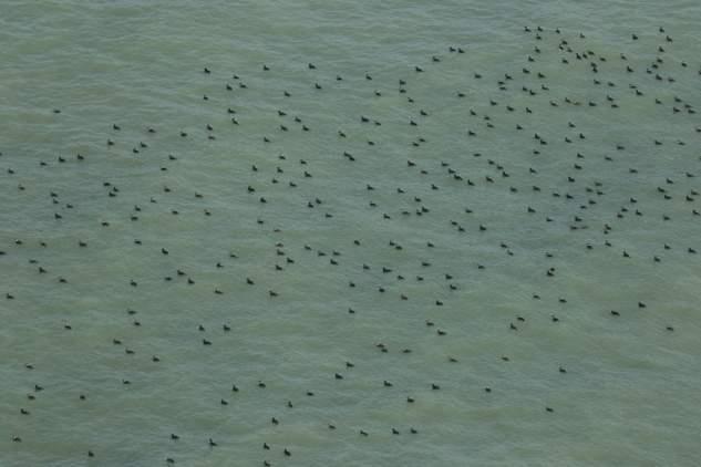 Zwarte Zee-eenden voor de westkust van Schouwen-Duiveland (foto Pim Wolf). Herbivoren - planteneters De trend van planteneters in de Voordelta is op de lange termijn positief.