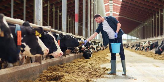 13 Koe en stal De melkkwaliteit wordt beïnvloed door hygiëne voor, tijdens en na het melkproces en de hygiëne van de melkleidingen en -opslag.