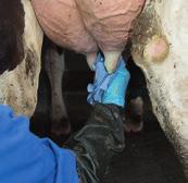 19 Voorbehandeling Robotmelken Robotmelken is een proces waarbij het gehele melkproces, en dus ook de aansluiting van de koe op de installatie, automatisch plaatsvindt.