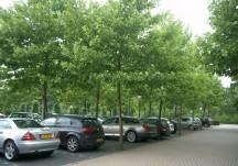- Per 5 parkeerplaatsen wordt min. 1 hoogopgroeiende boom aangeplant.