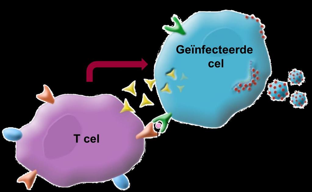 Het afweersysteem en virussen T cell receptor Wat is er nodig? 1.