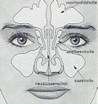 Operatie aan het neustussenschot Algemeen Er is in overleg met u besloten tot een operatie aan het neustussenschot, septumcorrectie genoemd.