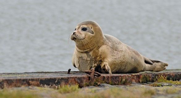 Wat merkt een zeehond van het werk aan de dijk? We doen er alles aan om overlast voor de omgeving te beperken, door rekening te houden met bewoners, eilandbezoekers en de natuur.