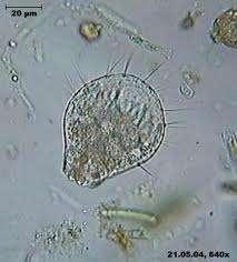 De volgende groepen worden onderscheiden: W O G S Wimperdiertjes (Ciliata) Oogflagellaten (Euglenophyta) Groenalgen (Chlorophyta) en diatomeeën of kiezelalgen (Bacillariophyta) Sieralgen