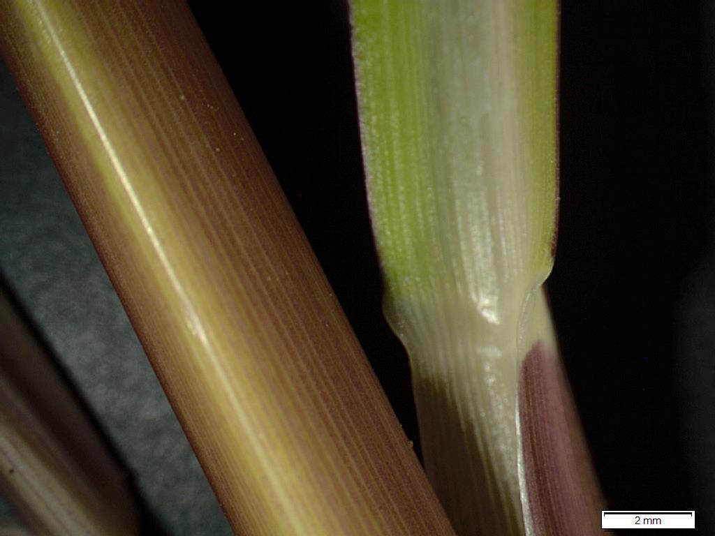vastgesteld voor E. muricata van 27.700 zaden per plant t.o.v. 18.000 zaden per plant voor E. crus-galli in een experiment van Dewaele (2013).