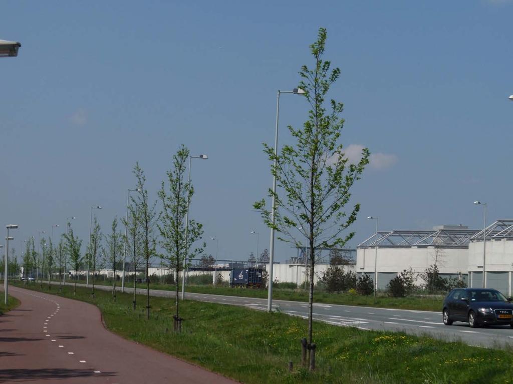 Afbeelding 4.1 Overzicht van de iepenbeplanting aan de Verlegde Noordzeeweg in Amsterdam. Tabel 4.1 Aantallen bomen per cultivar in de proefbeplanting aan de Verlegde Noordzeeweg in Amsterdam.