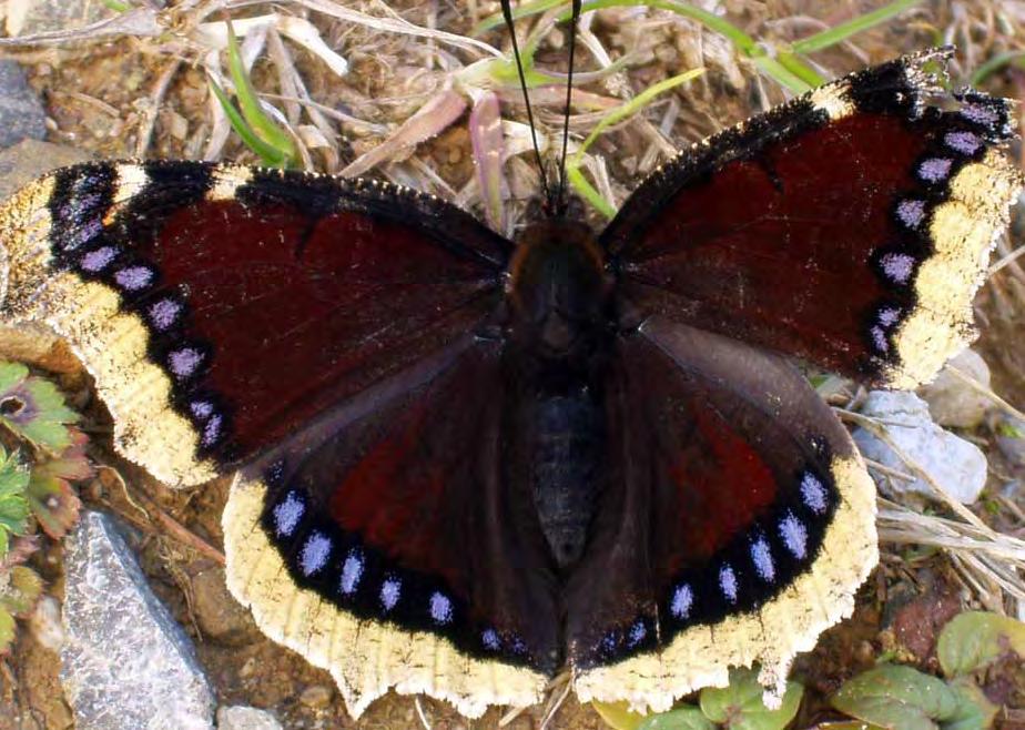 Rouwmantel In het najaar komen er veel vlinders af op het gevallen, rottende fruit in de tuin achter het steenhuis. Zo is bijvoorbeeld de zeldzame rouwmantel waargenomen. Alarm, vijand in aantocht!