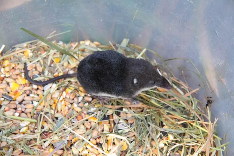 Foto: Roos Veeneklaas 1 e Waterspitsmuis in 4