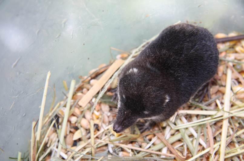 Veeneklaas 2 e Waterspitsmuis in 4  Veeneklaas