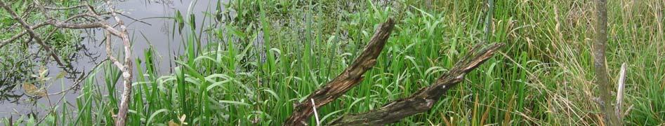 wilgenopslag; liesgras, waterkers.