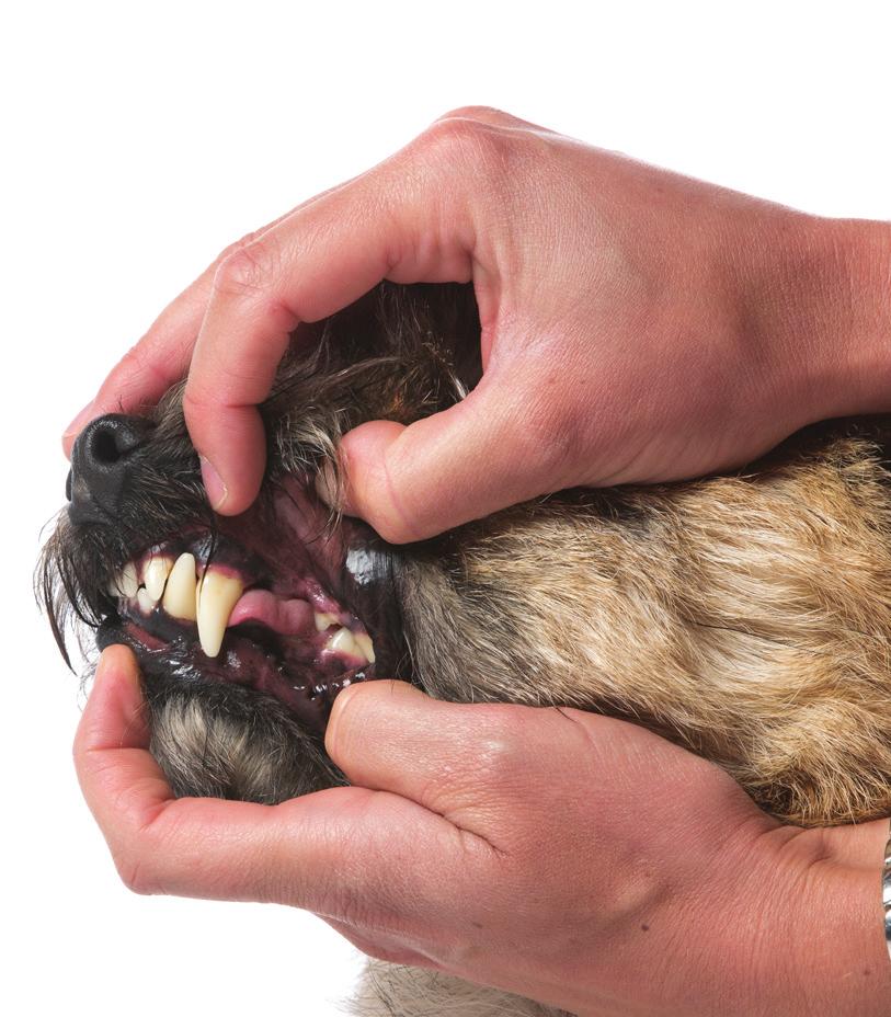 Wist je dat een onaangename geur uit de bek van een hond niet normaal is? Dit wijst vaak op ontstekingen in de bek. Ontstekingen doen pijn. Mensen waarderen ook een adequate mondverzorging.
