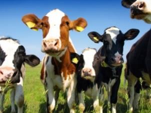 Het meest wordt men gehinderd door stallen met vee (5%), mest uitrijden (4%) en landbouw- en veeteeltactiviteiten (3%).
