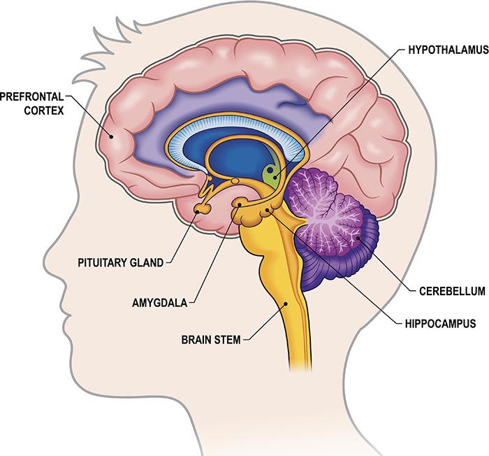 Middelen - hersenen