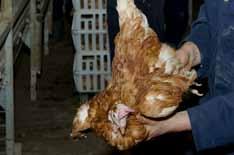 borst zodat je de kip voorzichtig naar je toe kunt