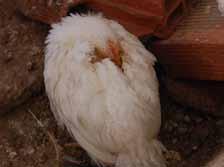 6 - HET HERKENNEN VAN ZIEKE EN GEWONDE KIPPEN Gewonde en zieke kippen mogen NIET geladen en getransporteerd worden.