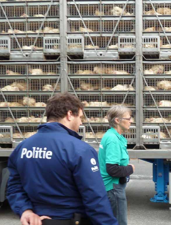 7 - WETTEN EN REGELS Wet- en regelgeving voor pluimveevangers en transporteurs VERORDENING (EG) Nr. 1/2005 VAN DE EUROPESE RAAD Alleen dieren geschikt voor transport mogen worden vervoerd.