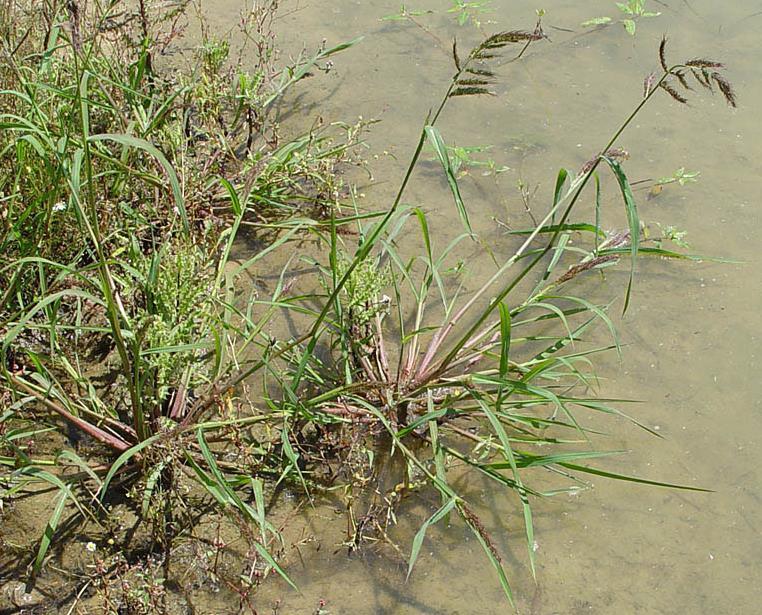 Herkennen Knolcyperus gierstgrassen - Classificatie 1. Grasachtig 2. Roze voet 3. Glanzige plant en vettig aanvoelen 4.