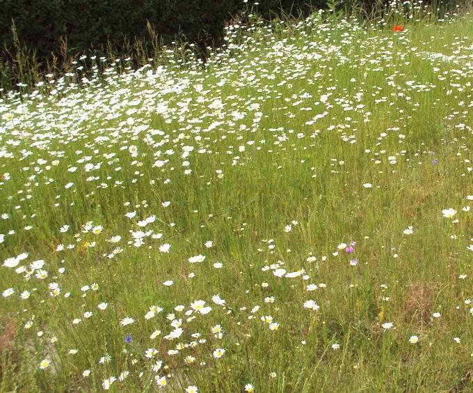 Gebruik van zadenmengsels Snel resultaat Inzaaien goede aanvullende maatregel Sensibiliserend effect Goede