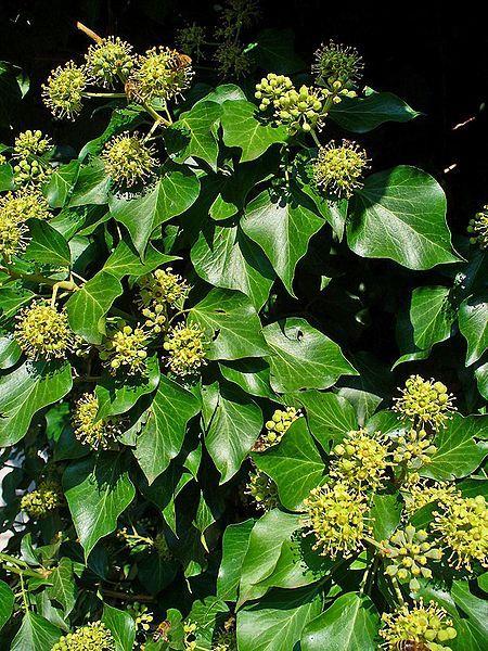 Klimop (Hedera helix) Aanplanten met Rode