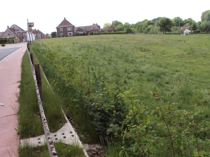 Bermbeheerplan Merelbeke Beplanting talud 100% Amerikaans