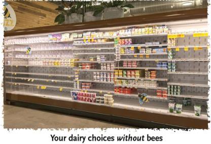 1 Supermarkt met en zonder producten die van bestuiving afhankelijk zijn De basis van het probleem: bijen hebben chronisch honger.
