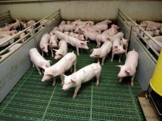 INLEIDING Antibiotica in de varkensindustrie één van de belangrijkste verbruikers van antibiotica onder de voedselproducerende dieren Hoge infectiedruk