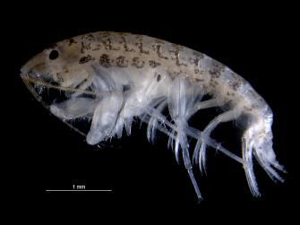 Semibalanus balanoides daarentegen, was talrijker aanwezig in het referentiegebied. Austrominius modestus was de meest abundante zeepokkensoort met gemiddelde densiteiten tussen 11233.3±17008.