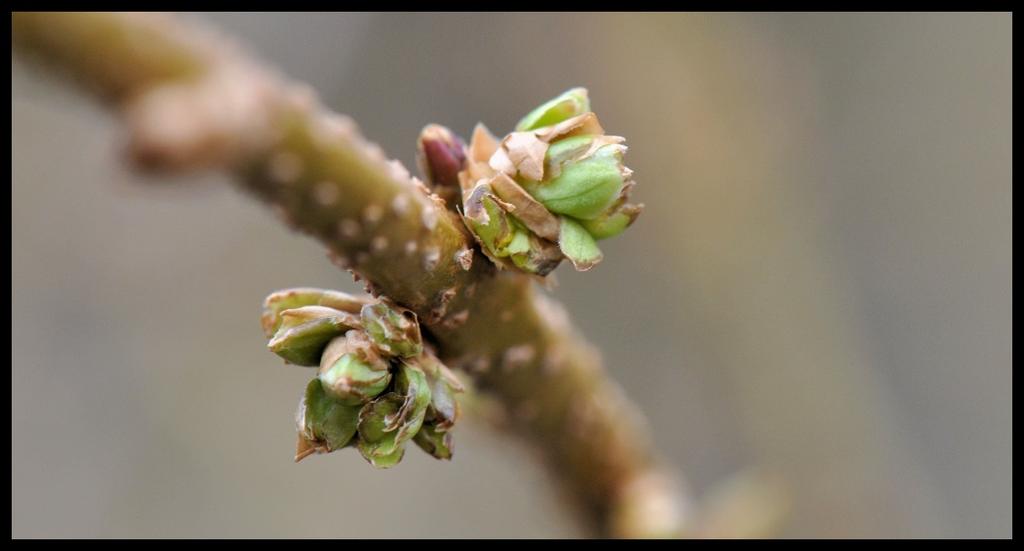 Eerst nog weer eens een plaatje van de gele kornoelje van 27 januari. De knoppen staan op springen en je zou verwachten dat de struik binnenkort in bloei zou staan.