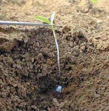 Zaaidiepte 1,5 tot 3 centimeter op vochtige grond ideaal Het zaadje ligt op 1 centimeter diepte en in losse grond, de kans op uitdroging is groot.