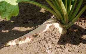 Er zijn vijf oorzaken te noemen voor horizontaal groeiende bieten: door de vorm van het zaaikouter is de zaaivoor versmeert (bieten groeien in zaairichting); bij aanhoudend droog weer na het