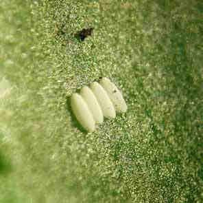 Bietenvlieg De bietenvlieg komt op alle grondsoorten voor en legt cilindervormige eitjes op de onderzijde van de