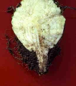 Bij een zware aantasting door bietencysteaaltjes, ontbreekt vaak de penwortel en vormt de biet abnormaal veel zijwortels en wortelharen (baardvorming).