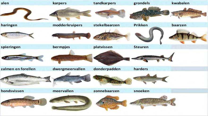 7 Metabarcoding edna voor identificatie (barcode) Doel: een metabarcoding methode ontwikkelen, specifiek voor Nederlandse zoetwatervissen en publiekelijk
