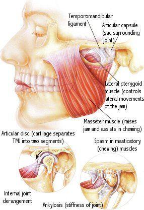 Anatomie: huid/onderhuids (vet)weefsel speekselklier lymfeknopen