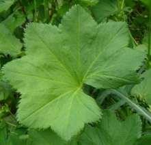 Geelgroene vrouwenmantel (Alchemilla