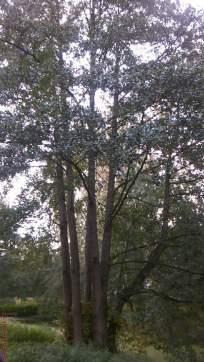 Onderzoek: handmatig Actieve plakker die de boom in tweeen splitst.