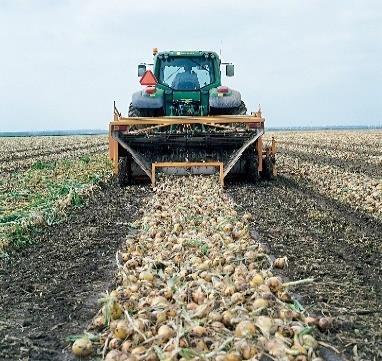 Zaai Syngenta uienrassen om