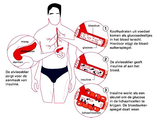 Protocollen Voorbehouden, Risicovolle en Overige handelingen Injecteren 10 Diabetes en Hypo- en hyperglycemie Wat is diabetes Bij diabetes mellitus is de hoeveelheid suiker in het bloed te hoog.