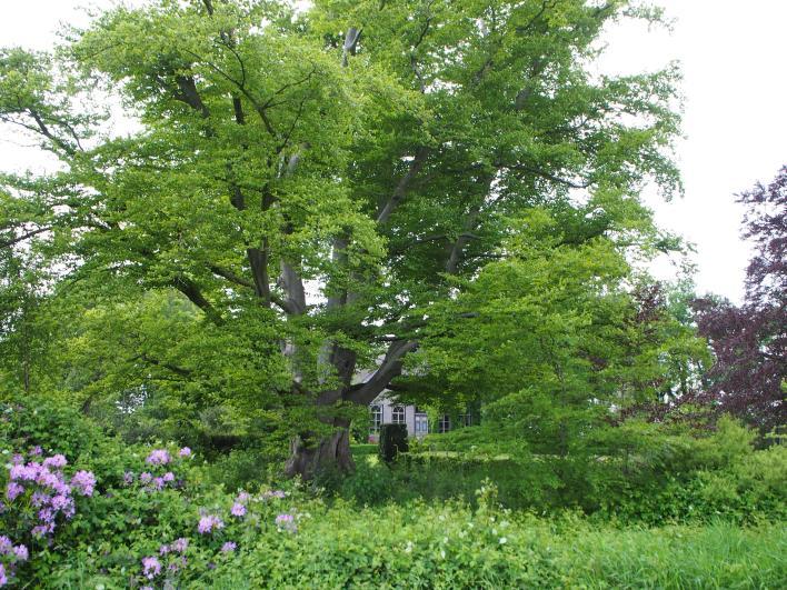 Monumentale beuken Op deze plek staat zo'n mooie statige, monumentale beuk op het boerenerf.