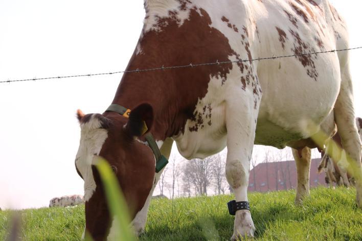 com/zuiveluithetreestd al/ (Zuivelboerderij De Waard) Boerenkaas en Reestlanderwijn Boerenkaas en Wijn uit het