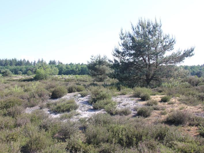 18 De Zwarte Venen Meters dik veen, maar.