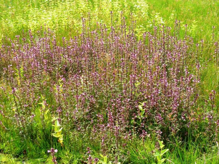 ..) Dotterbloem & Moeraskartelblad Op deze hooilanden vind je veel dotterbloemen.