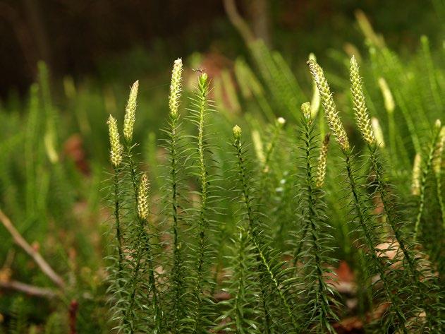 De Boswet ziet toe op de bescherming van bos en houtopstanden. De uitvoering berust op dit moment bij het ministerie van Economische Zaken.