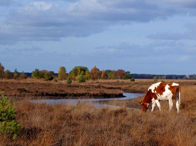Het Dwingelderveld is aangewezen als Habitatrichtlijngebied.