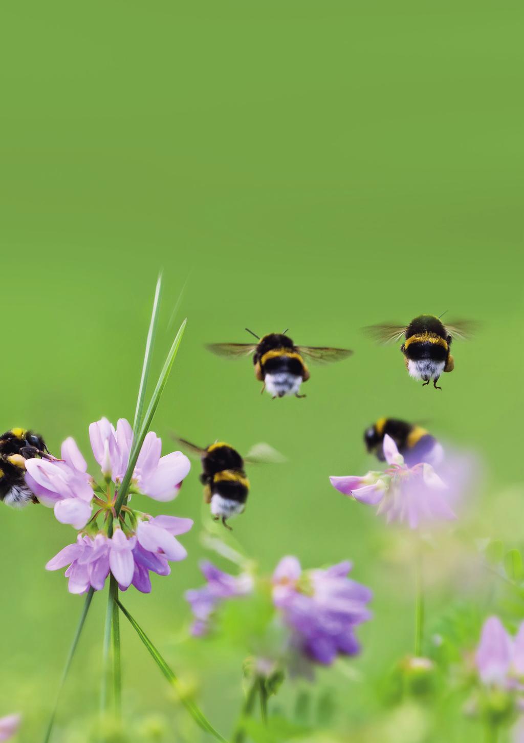 BIJENGIDSJE Ontdek de bijen en hommels die in het