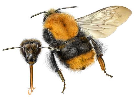 WEIDEHOMMEL Bombus pratorum Herkenning Vrouwtjes van de weidehommel zijn grotendeels zwart met oranjerode achterlijfspunt en een gele band op de voorzijden van het borststuk en vaak ook op het begin