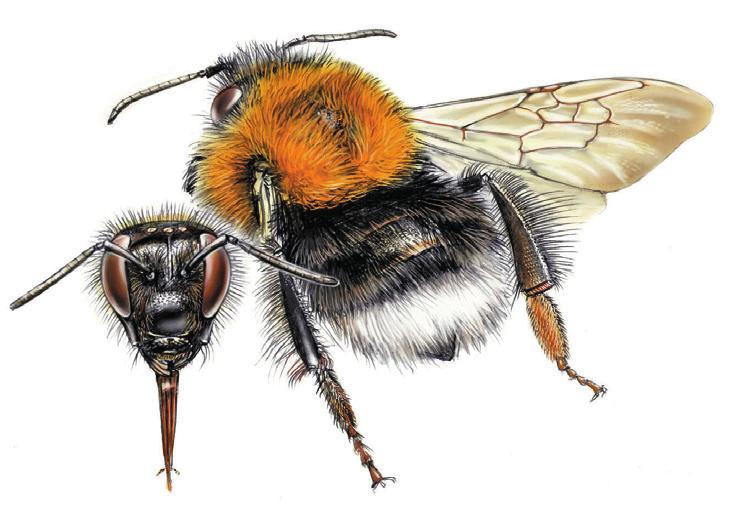 BOOMHOMMEL Bombus hypnorum Herkenning Onmiskenbare hommel door het geheel oranjebruin behaarde borststuk en de wit behaarde achterlijfspunt. Voorkomen Algemeen en wijd verspreid in heel Nederland.